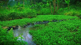 Relaxing Water Sounds Village atmosphere with green lettuce plants for sleeping and meditation [upl. by Dreda]