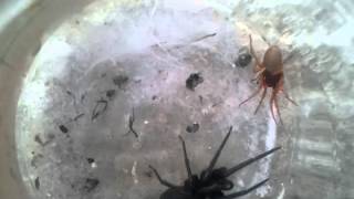 woodlouse spider VSTube Web Spider [upl. by Jackelyn]