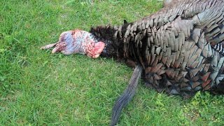 How to Hunt Late Season Turkeys [upl. by Sej]