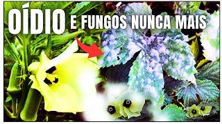 Fungos Oídio e MOFO nas Plantas Solução Rápida e sem gastar nada [upl. by Einnaoj]