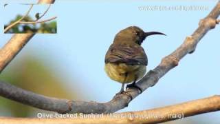 A Singing Olivebacked Sunbird [upl. by Lorrimer]