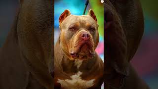 Bull terrier vs Husky Pitbull Rottweiler German Shepherd Bite force comparison shorts ytshorts [upl. by Bindman185]