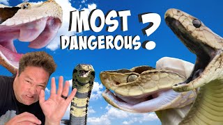 The Most Dangerous Snake In The World [upl. by Dranyam]