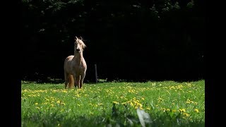 Randonnée à cheval en toute liberté en Sarthe [upl. by Erdnuaed582]