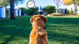 HOW TO TEACH ANY DOG RECALL WITH THE ECOLLAR [upl. by Aklog]