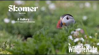 Skomer Gallery  May 2024 [upl. by Vito773]