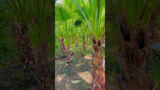 Washingtonia palm plants youtubeshorts viralvideo [upl. by Animaj]