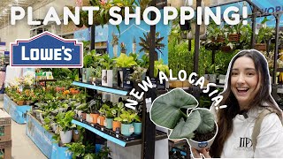 Lowes Big Box Store Plant Shopping Fully Stocked amp New Plants [upl. by Ateval]