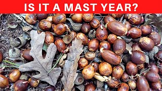 What is mast a mast year and why do they occur featuring Red and White Oak identification [upl. by Annawd944]