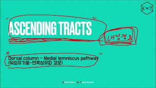 Ascending tracts 뒤섬유기둥  안쪽섬유띠로 [upl. by Minetta446]