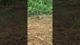 Bulldozers quick work Clearing plantation land bulldozer heavyequipment dozer [upl. by Bickart440]