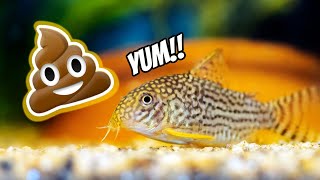 Will THESE Fish Eat The Other Fishes Poop How To Keep Your Aquarium Clean [upl. by Iraam]