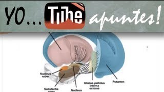Fisiología del sistema nervioso Motor Ganglios basales 1 [upl. by Costello171]
