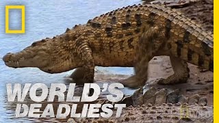 Croc Attack  Worlds Deadliest [upl. by Thoer]