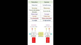 Different between Photosynthesis and Respiration geneticteacher [upl. by Holbrooke]