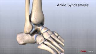 Ankle Anatomy Animated Tutorial [upl. by Brewer]