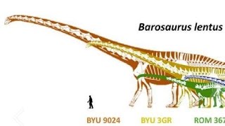 Paleontology News Is Barosaurus Bigger Than Argentinosaurus [upl. by Wash]