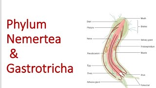 Phylum Nemertea and Gastrotricha  Bsc 1st year [upl. by Phylys]