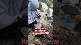 KARUNG BERAS ALTERNATIF PENGGANTI POLYBAG [upl. by Areit960]