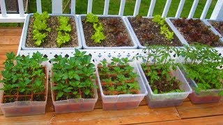 How to start a Container Garden from Seed Easy STEP by STEP grow vegetables plant organic [upl. by Zorine710]