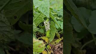 Tomato hornworm with parasitic wasp cocoons Leave it in your garden [upl. by Ring]