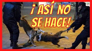 ¿CÓMO SEPARAR A DOS PERROS QUE SE ESTAN PELEANDO🚨¿CÓMO DETENER UNA PELEA DE PERROS [upl. by Enoid]