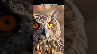 Owls the ls Dangerous 😱youtubeshorts shorts [upl. by Maretz396]