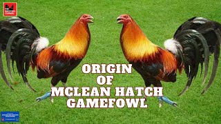 ORIGIN OF MCLEAN HATCH GAMEFOWL [upl. by Ahsats344]