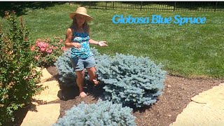 Globosa Blue Spruce plant of the week [upl. by Dickerson]