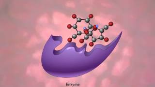 An Example of Hydrolysis of Proteins Sucrose  A Level Biology [upl. by Anivel]