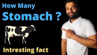 How many stomach of cowgaye ke kitne pet hote hai  general knowledge and fact [upl. by Arlana993]