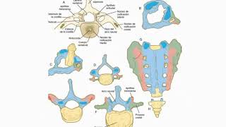 Histología CBCC5  T18b  Embrión somítico Desarrollo del sistema músculo esquelético parte 2 [upl. by Venu984]