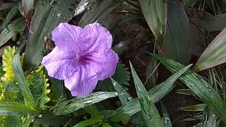 Purple Ruellia Flower [upl. by Yma]