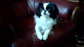 Japanese chin barking [upl. by Inattyrb]