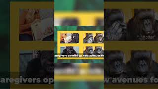 Unlocking Gorilla Emotions Kokos Language Revolution [upl. by Mamoun]