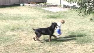 Doberman playing with toddler [upl. by Zack]