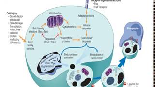 What is Apoptosis [upl. by Byrne]