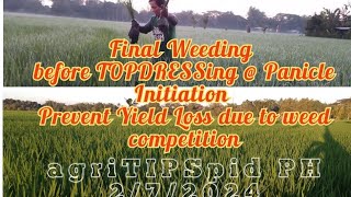 Final Weeding before Topdressing at Panicle Initiation to Prevent Yield Loss due to competition [upl. by Nyraa726]