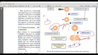 2H Biologie  Unité II Chapitre 1Doc 4 La réponse immunitaire spécifique [upl. by Idnem]