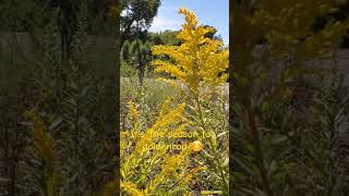 Its goldenrod time indianabackyardgardener organicgardening myhomeapothecary medicinal shorts [upl. by Long]