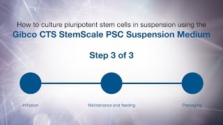 How to culture PSCs in suspension using Gibco CTS StemScale PSC Suspension Medium Passaging [upl. by Innus]