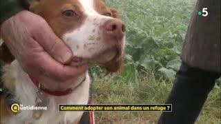 Comment adopter son animal dans un refuge [upl. by Filippo54]