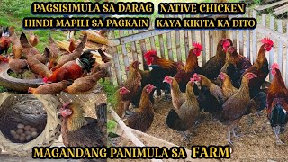 DARAG NATIVE CHICKEN MAGANDANG PANIMULA SA FARM  KAHIT WALA KA PANGBILI NG FEEDS PWEDING KUMITA [upl. by Ophelia]