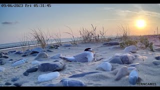 NWLTG  Little TernCAM  Chicks will be hatching any day now keep watching [upl. by Aikimat489]