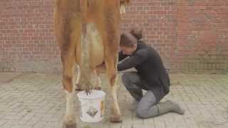 Jacklin  mein Traum ein Kuh zu melken  how to milk a cow  koe melken [upl. by Rosabel]