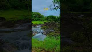 ગાંડી ગીર હો  lion nature sasangirforest sasangir girforest naturebeauty naturesounds [upl. by Llekram]