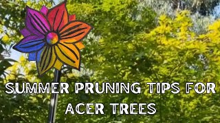 Summer Pruning Tips for Acer Trees [upl. by Ferrick]