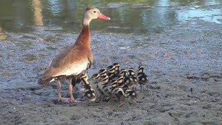 Blackbellied Whistling Duck family Los Fresnos Texas [upl. by Marney141]