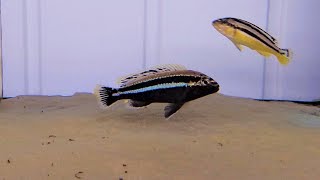 Melanochromis Auratus Chipoka [upl. by Edasalof]