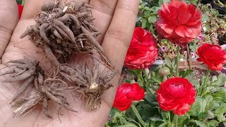 How to save Ranunculus Corms for next season  Digging and Storing Ranunculus Bulb [upl. by Leimaj]